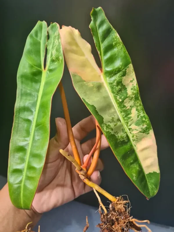 Rare Philodendron Billietiae Variegated